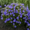 'Rapido Blue' Bellflower 2 'Rapido Blue' Bellflower -Perennials Store 9fe0c9738cbf2c29f539b1fd1be70ecf