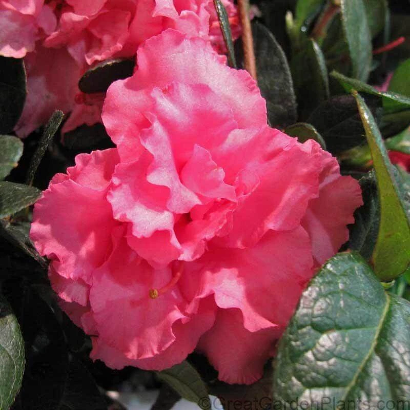 Bloom-A-Thon® Pink Double Reblooming Azalea 3 Bloom-A-Thon® Pink Double Reblooming Azalea