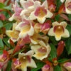 Sunny Anniversary® Abelia 2 Sunny Anniversary® Abelia -Perennials Store Abelia Sunny Anniversary 1 P
