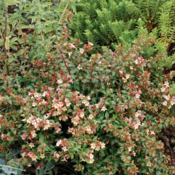 Sunny Anniversary® Abelia -Perennials Store Abelia Sunny Anniversary 3 P