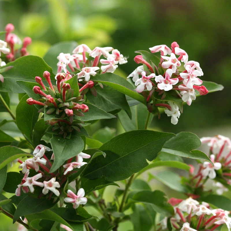 Sweet Emotion® Abelia 3 Sweet Emotion® Abelia
