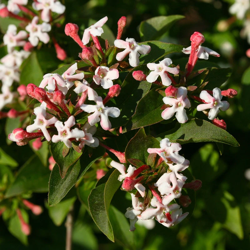 Sweet Emotion® Abelia 5 Sweet Emotion® Abelia - Image 3
