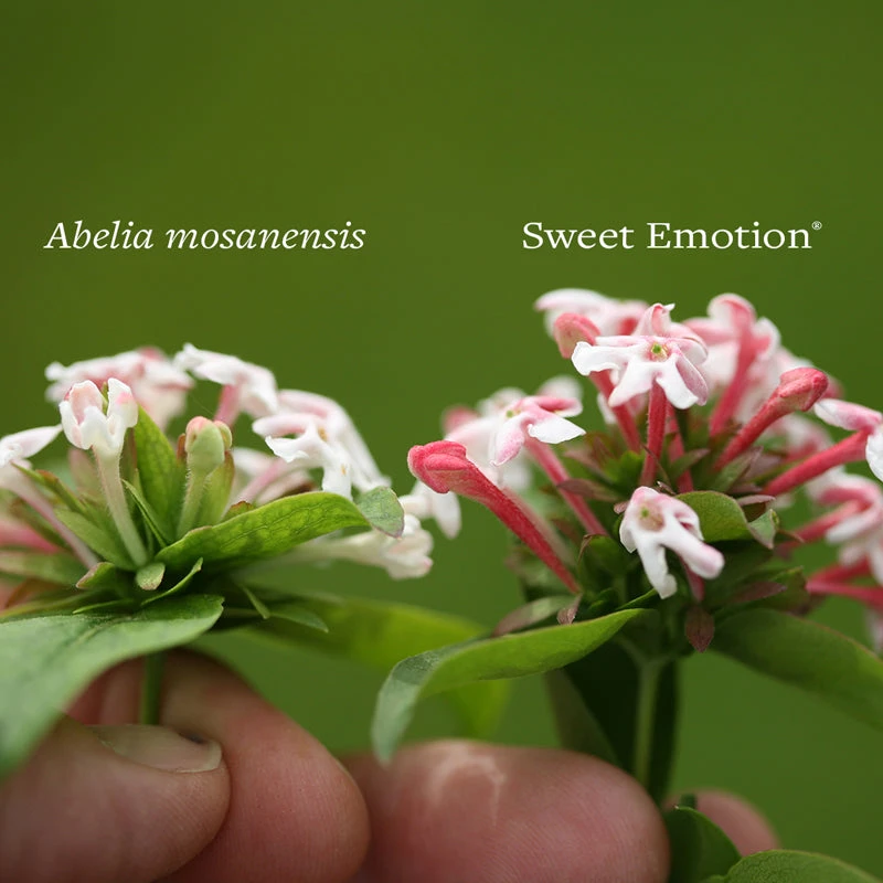 Sweet Emotion® Abelia 6 Sweet Emotion® Abelia - Image 4