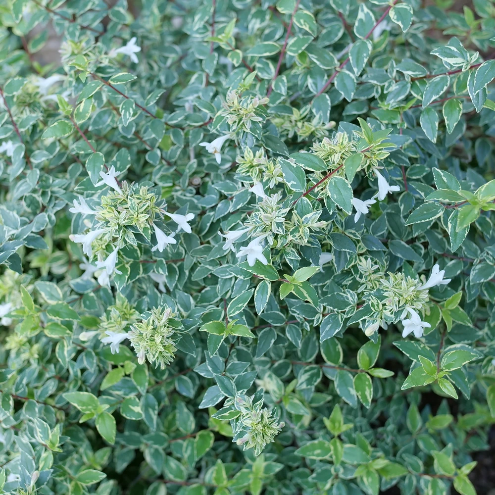 Mucho Gusto™ Abelia 4 Mucho Gusto™ Abelia - Image 2