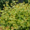 Brilliantina™ Abelia -Perennials Store Abelia Brilliantina DSC09704 1080x1080 a33aeef