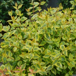 Brilliantina™ Abelia