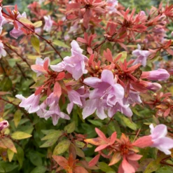 Poco Loco™ Abelia 9 Poco Loco™ Abelia -Perennials Store Abelia Poco Loco IMG 3084 1080x1080 1733381