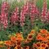 Kudos™ Ambrosia Hummingbird Mint -Perennials Store Agastache Kudos Ambrosia 2
