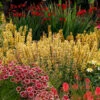 Poquito™ Butter Yellow Hummingbird Mint -Perennials Store Agastache Poquito Butter Yellow 1 P