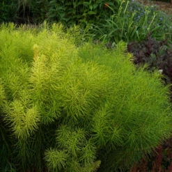 Threadleaf Bluestar -Perennials Store Amsonia hubrichtii foliage june