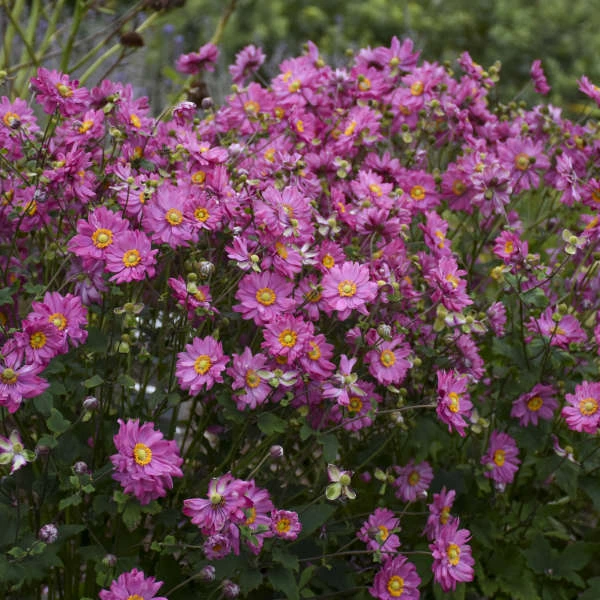 Fall In Love™ 'Sweetly' Japanese Anemone 4 Fall In Love™ 'Sweetly' Japanese Anemone - Image 2