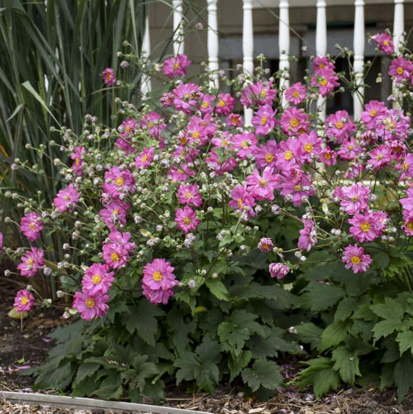 Fall In Love™ 'Sweetly' Japanese Anemone 3 Fall In Love™ 'Sweetly' Japanese Anemone