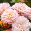 Apricot Drift® Rose -Perennials Store ApricotDrift