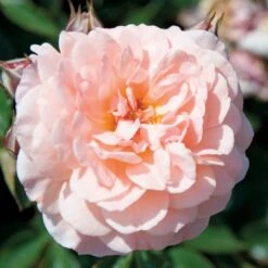 Apricot Drift® Rose 7 Apricot Drift® Rose -Perennials Store ApricotDrift 3