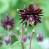 'Black Barlow' Columbine -Perennials Store AquilegiavulgarisBlackBarlow 090525gbp001