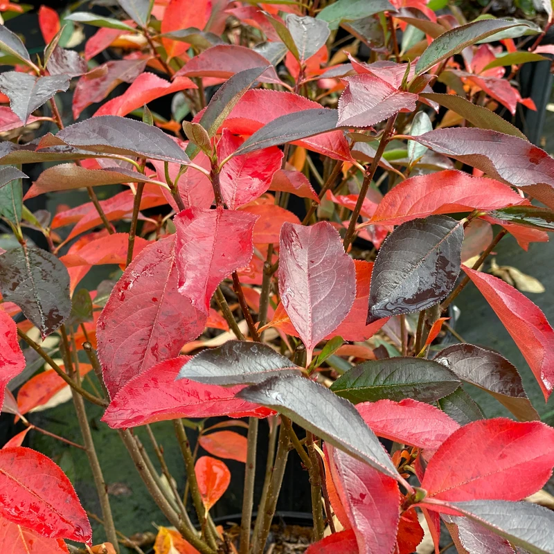 Low Scape Snowfire™ Aronia 4 Low Scape Snowfire™ Aronia - Image 2