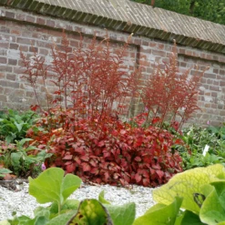 Color Flash® Astilbe -Perennials Store AstilbeColorFlash 070827gbv003