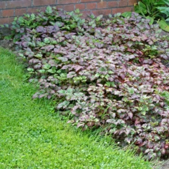 Color Flash® Astilbe -Perennials Store AstilbeColorFlash 100615gbv001