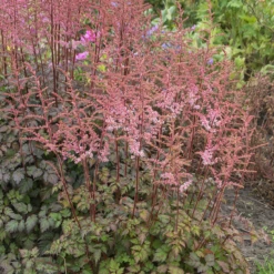 Color Flash® Astilbe -Perennials Store AstilbeColorFlash 200710gbo017