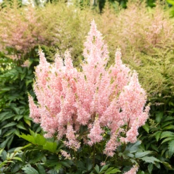 'Youniqe Salmon' Astilbe -Perennials Store AstilbeYouniqueSalmon 160622cre006