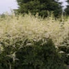 'Bridal Veil' Astilbe -Perennials Store Astilbe BridalVeil 0000lowres