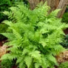 Lady Fern -Perennials Store Athyrium Lady Fern