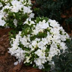 Bloom-A-Thon® White Reblooming Azalea -Perennials Store Azalea Bloom A Thon White 1 bd3d5e74 eb46 43dc 83e3 67a5d4c21802 sw