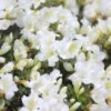 Bloom-A-Thon® White Reblooming Azalea -Perennials Store Azalea Bloom A Thon White 3 2036f1af 70f0 470f 9af7 82c902c0fb43 sw
