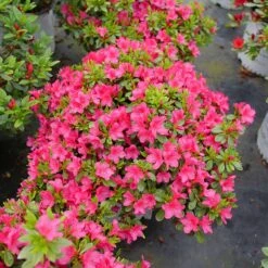 Perfecto Mundo Fuchsia Carpet™ Azalea 8 Perfecto Mundo Fuchsia Carpet™ Azalea -Perennials Store Azalea Perfect Mundo Fuchsia Carpet P1162212 800 800 60