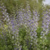 Decadence® 'Blue Bubbly' False Indigo 1 Decadence® 'Blue Bubbly' False Indigo -Perennials Store Baptisia BlueBubbly FalseIndigo