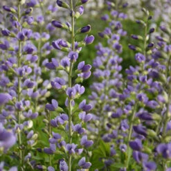 Decadence® 'Blue Bubbly' False Indigo -Perennials Store Baptisia BlueBubbly FalseIndigo 2