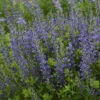 Decadence® 'Blueberry Sundae' False Indigo -Perennials Store Baptisia BlueberrySundae FalseIndigo
