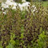 Decadence® 'Dark Chocolate' False Indigo -Perennials Store Baptisia DarkChocolate FalseIndigo