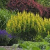Decadence® 'Lemon Meringue' False Indigo 2 Decadence® 'Lemon Meringue' False Indigo -Perennials Store Baptisia LemonMeringue FalseIndigo