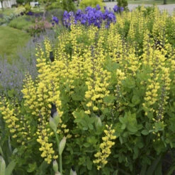 Decadence® 'Lemon Meringue' False Indigo -Perennials Store Baptisia LemonMeringue FalseIndigo 1