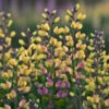 Decadence® 'Pink Lemonade' False Indigo -Perennials Store Baptisia PinkLemonade FalseIndigo