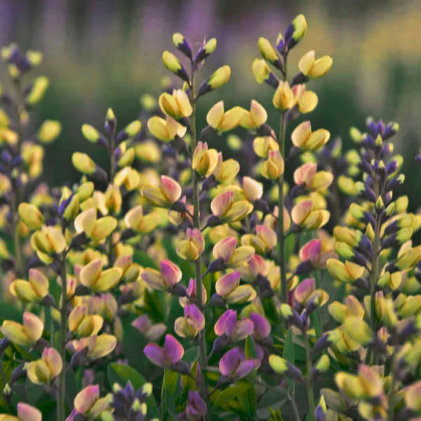 Decadence® 'Pink Lemonade' False Indigo 3 Decadence® 'Pink Lemonade' False Indigo