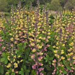 Decadence® 'Pink Lemonade' False Indigo 8 Decadence® 'Pink Lemonade' False Indigo -Perennials Store Baptisia PinkLemonade FalseIndigo 2