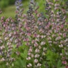 Decadence® 'Pink Truffles' False Indigo 2 Decadence® 'Pink Truffles' False Indigo -Perennials Store Baptisia PinkTruffles FalseIndigo