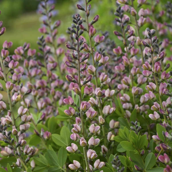 Decadence® 'Pink Truffles' False Indigo 3 Decadence® 'Pink Truffles' False Indigo