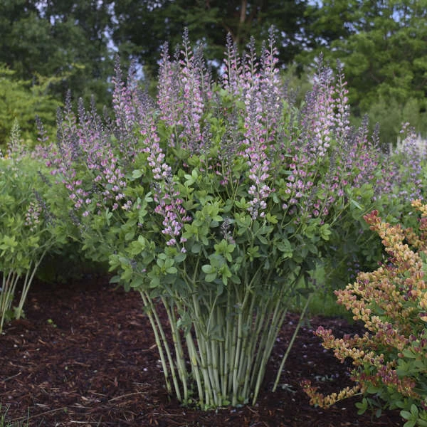 Decadence® 'Pink Truffles' False Indigo 4 Decadence® 'Pink Truffles' False Indigo - Image 2