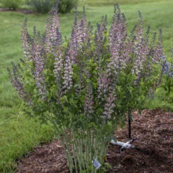 Decadence® 'Pink Truffles' False Indigo 8 Decadence® 'Pink Truffles' False Indigo -Perennials Store Baptisia PinkTruffles FalseIndigo 2