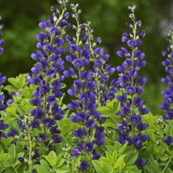 Decadence® 'Sparkling Sapphires' False Indigo 7 Decadence® 'Sparkling Sapphires' False Indigo -Perennials Store Baptisia SparklingSapphires FalseIndigo