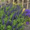 Decadence® 'Sparkling Sapphires' False Indigo -Perennials Store Baptisia SparklingSapphires FalseIndigo 1