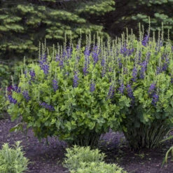 Decadence® 'Sparkling Sapphires' False Indigo 8 Decadence® 'Sparkling Sapphires' False Indigo -Perennials Store Baptisia SparklingSapphires FalseIndigo 2