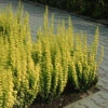 Sunjoy Gold Pillar® Barberry -Perennials Store Berberis Sunjoy Gold Pillar