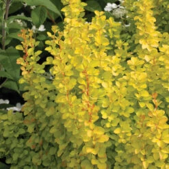 Sunjoy Gold Pillar® Barberry 7 Sunjoy Gold Pillar® Barberry -Perennials Store Berberis Sunjoy Gold Pillar 2