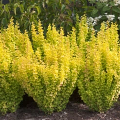 Sunjoy Gold Pillar® Barberry 9 Sunjoy Gold Pillar® Barberry -Perennials Store Berberis Sunjoy Gold Pillar 4