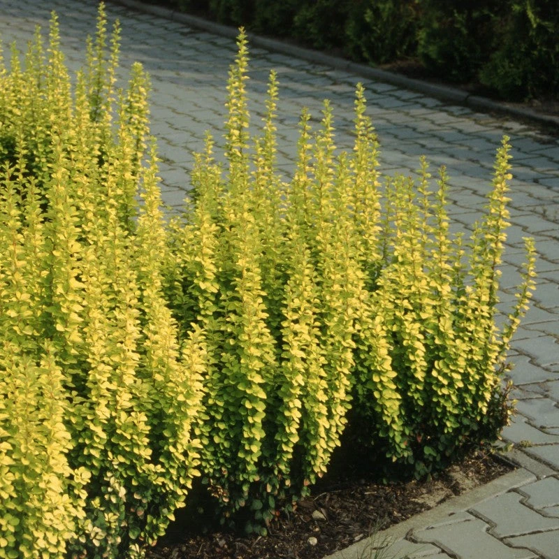 Sunjoy Gold Pillar® Barberry 3 Sunjoy Gold Pillar® Barberry