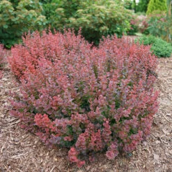 Sunjoy Mini Maroon® Barberry -Perennials Store Berberis Sunjoy Mini Maroon 1 P